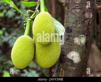 Eine Schakfrucht, die an einem Baum hängt Stockfoto