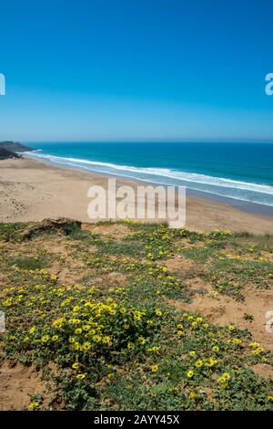 Blick auf den Atlantik von einer Klippe in der Nähe der Kleinstadt Asilah bei Tanger, Marokko mit Wildblumen im Vordergrund. Stockfoto