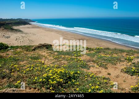 Blick auf den Atlantik von einer Klippe in der Nähe der Kleinstadt Asilah bei Tanger, Marokko mit Wildblumen im Vordergrund. Stockfoto