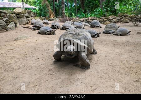 Aldabra-Riesenschildkröten (Aldabrachelys gigantea) im Botanischen Garten Victoria auf Mahe Island, Seychellen Stockfoto