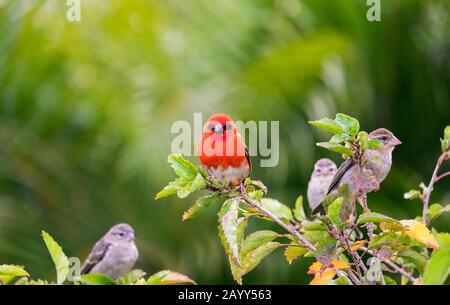 Rotes Fordelmännchen umgeben von Weibchen (Foudia madagascariensis) auf der Insel Praslin, den Seychellen Stockfoto