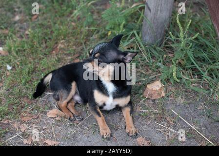 Chihuahua sitzt auf der Bank. Ziemlich brauner chihuahua-hund steht Stockfoto