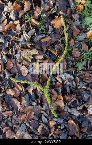 Ein gebrochener Ast, der in Lichen bedeckt ist und auf gefallenen Blättern liegt. Stockfoto