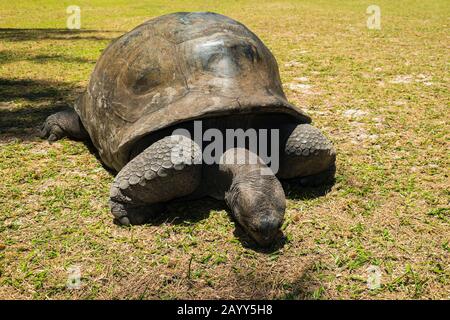 Aldabra-Riesenschildkröte (Aldabrachelys gigantea) auf Curieuse Island, einem geschützten Hafen für die gefährdeten Schildkröten Stockfoto