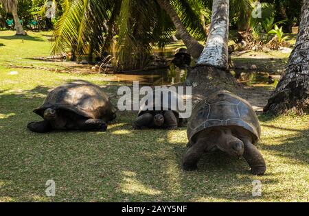 Drei Aldabra-Riesenschildkröten (Aldabrachelys gigantea) auf Curieuse Island, einem geschützten Hafen für die gefährdeten Schildkröten Stockfoto