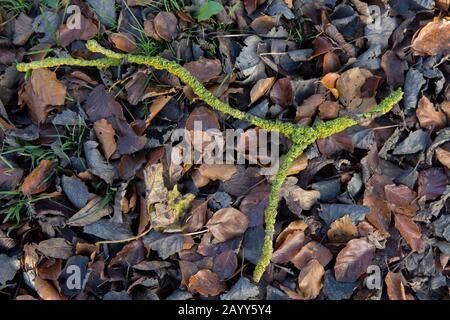 Ein gebrochener Ast, der in Lichen bedeckt ist und auf gefallenen Blättern liegt. Stockfoto