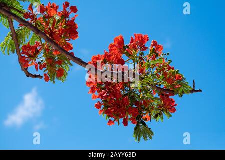 Flammenbaum Blumen (Delonix regia) gegen einen blauen Himmel auf Curieuse Island, Seychellen Stockfoto