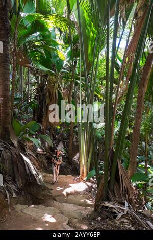 Frau, die auf einem Pfad im Palmdschungel des Welterbes Vallee de Mai im Praslin National Park, Seychellen, spazieren geht. Modell veröffentlicht Stockfoto