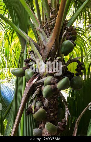 Coco de mer Palm (Lodoicea) mit jungen Kokosnüssen im Welterbe Vallee de Mai, Praslin National Park, Seychellen Stockfoto