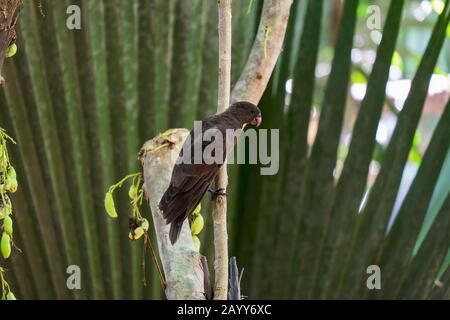 Ein gefährdeter schwarzer Papagei der Seychellen (Coracopsis barklyi) im Welterbe Vallee de Mai, Praslin-Nationalpark, Seychellen Stockfoto