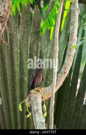 Ein gefährdeter schwarzer Papagei der Seychellen (Coracopsis barklyi) im Welterbe Vallee de Mai, Praslin-Nationalpark, Seychellen Stockfoto