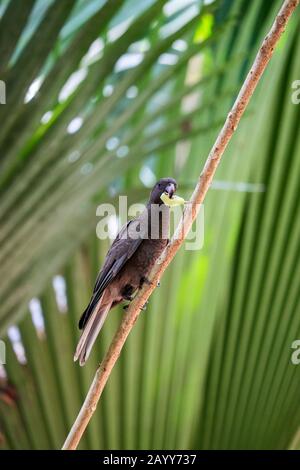 Ein gefährdeter schwarzer Papagei der Seychellen (Coracopsis barklyi), der im Welterbe Vallee de Mai, Praslin National Park, Seychellen, ein kleines Obst hält Stockfoto