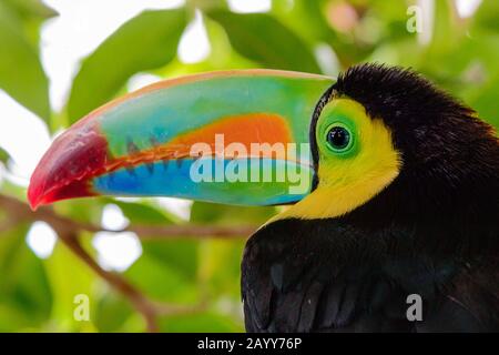 Porträt des schönen farbigen Keel abgerechnet toucan, ramphastos sulfuratus Stockfoto