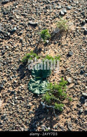Wüstenpflanzen einschließlich wilder Rhabarber, die unter trockenen Bedingungen an den Hongoryn-Els-Sanddünen in der Wüste Gobi in der südlichen Mongolei wachsen. Stockfoto