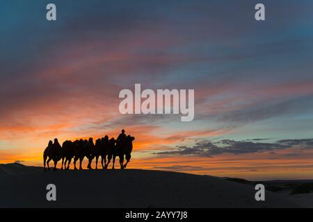 Ein Herder mit Baktrian-Kamelen ist bei Sonnenuntergang auf den Hongoryn-Els-Sanddünen in der Wüste Gobi im Süden der Mongolei silhouettiert. Stockfoto