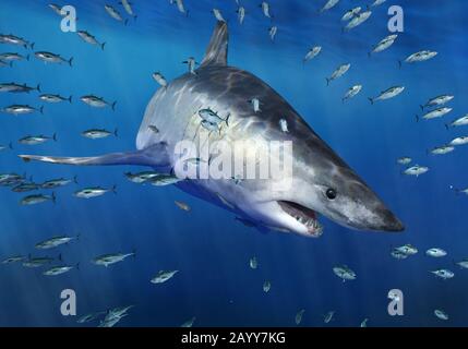 Otodus obliquus, ein riesiger, extinkter Mako-Hai und Vorfahre von megalodon. Der erste der Megatooth-Haie. Stockfoto