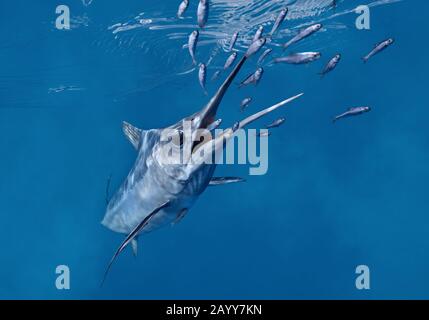 Illustration von Xiphiorhynchus, einer ausgestorbenen Gattung prähistorischer Schwertfische, die vom Eozän bis zum Miozän lebten. Stockfoto