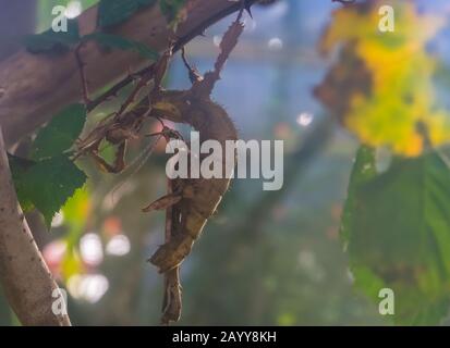 Riesiges stacheliges Insektenpaar zusammen, tropische Wanderstäbchen Specie aus Australien Stockfoto
