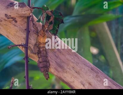 Makro-Nahaufnahme eines stacheligen Blattinsekts, tropisches Wanderstäbchen Specie aus Australien Stockfoto