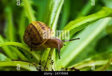 Römische Schnecke in Makro-Nahaufnahme, beliebte essbare Schlagerspezialitäten aus Europa Stockfoto