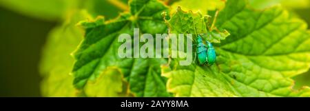 Makro-Nahaufnahme einer Nesselweevil Paarung, typisches Insektenverhalten, gewöhnliche Käferspeziie aus Europa Stockfoto