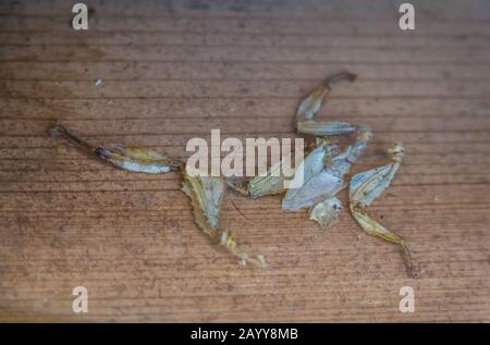 Mult eines stacheligen Blattinsekts, Bug Shedding, Tropical Walking Stick Specie aus Australien Stockfoto