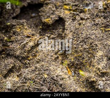 Makro-Nahaufnahme von schwarzen Gartenmitteln, die eine Larve, Ant-Kolonie, invasive Insektenspezialitäten aus Europa tragen Stockfoto