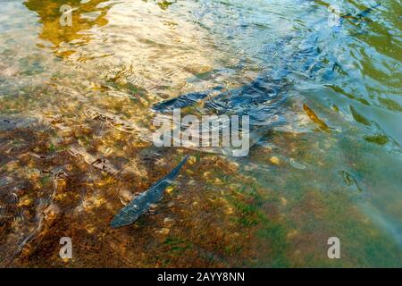 Forelle in der Natur, Unterwasserszene Stockfoto