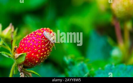 Melierte Schildbug auf einer Erdbeere sitzend, gewöhnliche Insektenspezialitäten aus Europa Stockfoto