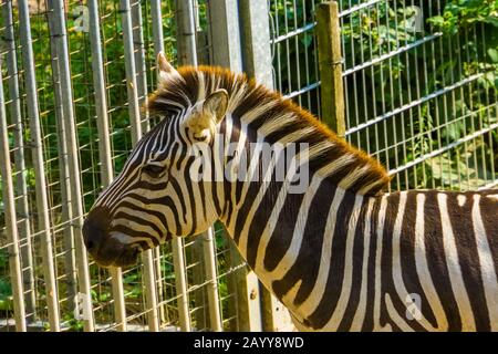 Das Gesicht eines Zebras eines Zuschusses im Nahbereich, tropische Pferdespezialitäten aus Afrika Stockfoto
