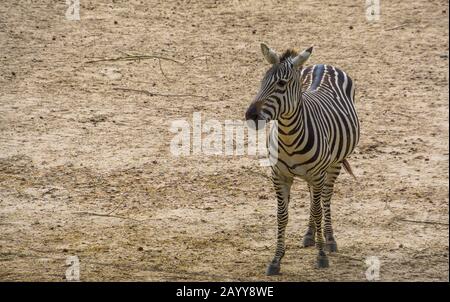 Porträt eines Zebras in Nahaufnahme, tropische Wildpferdespezialitäten aus Afrika Stockfoto