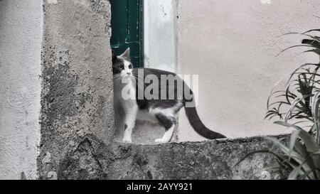 Fokussierte kleine Katze vor dem Betreten des Hauses Stockfoto