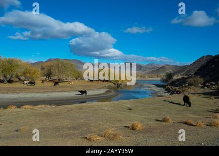 Kühe weiden am Fluss Hovd nahe der Stadt Ulgii (Ölgii) in der Provinz Bayan-Ulgii im Westen der Mongolei. Stockfoto