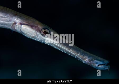 Ein atlantischer Trompetfisch, der das Riff am Buddy's Reef in Bonaire, Niederlande, anprobiert. Wissenschaftlicher Name ist Aulostomus maculatus. Stockfoto