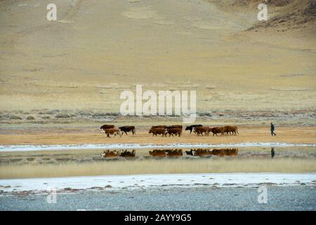 Ein Herder hütet am Ufer einer Lagune am Tolbo-See im Altai-Gebirge nahe der Stadt Ulgii (Ölgii) in der Provinz Bayan-Ulgii i Kühe Stockfoto