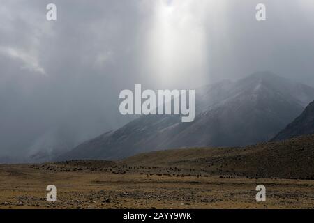 Schafe und Ziegen, die während Schnee und Niederschlägen im Hatuugeen-Tal im Altai-Gebirge in der Provinz Bayan-Ulgii im Westen der Mongolei weiden. Stockfoto