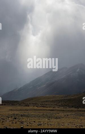 Schafe und Ziegen, die während Schnee und Niederschlägen im Hatuugeen-Tal im Altai-Gebirge in der Provinz Bayan-Ulgii im Westen der Mongolei weiden. Stockfoto