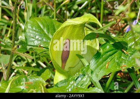 Lords-and-Ladies, 'Arum maculatum', auch 'Kuckuckspint', Waldpflanze, Frühling, Blume, Somerset, Großbritannien Stockfoto