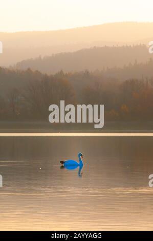 Schöner weißer Schwan, der bei farbenfrohem Sonnenaufgang im See schwimmt Stockfoto