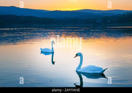 Schöner weißer Schwan, der bei farbenfrohem Sonnenaufgang im See schwimmt Stockfoto
