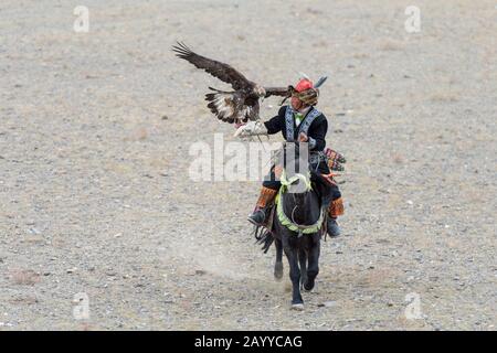 Wie sich Adler auf dem Goldenen Adler-Festival in der Nähe der Stadt Ulgii (Ölgi) dem Jägerwettbewerb (der Adler muss auf der Hand des Jägers landen) anpasst Stockfoto