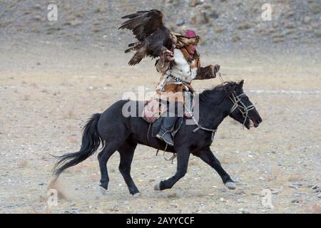 Wie sich Adler auf dem Goldenen Adler-Festival in der Nähe der Stadt Ulgii (Ölgi) dem Jägerwettbewerb (der Adler muss auf der Hand des Jägers landen) anpasst Stockfoto