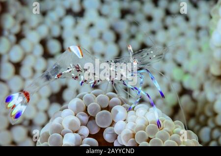 Holthuis Anemongarnelen, Ancylomenes holthuisi, Lembeh Strait, North Sulawesi, Indonesien, Pazifik Stockfoto