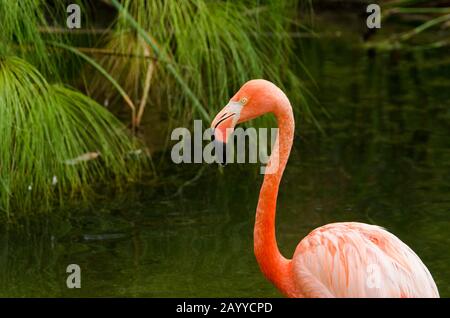 Amerikanischer Flamingo, Phönicopterus ruber, in Gefangenschaft, Temaiken, Buenos Aires, Argentinien Stockfoto