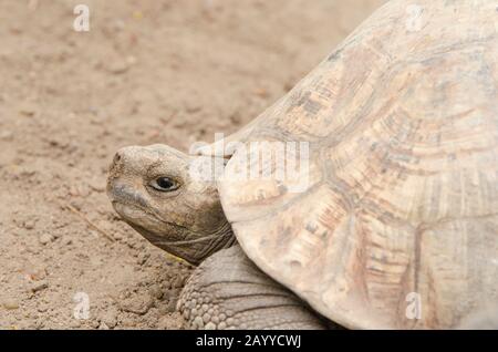 Reifes Exemplar von Leopardenschildkröte, Stigmochelys pardalis, in Gefangenschaft, Nahporträt, Seitenansicht Stockfoto