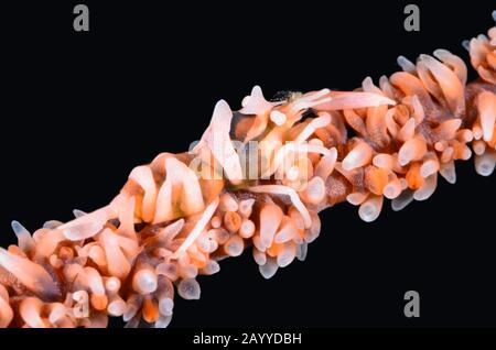 Sansibar peitscht Korallengarnelen, Dalycaris zanzibarica, Lembeh Strait, North Sulawesi, Indonesien, Pazifik Stockfoto