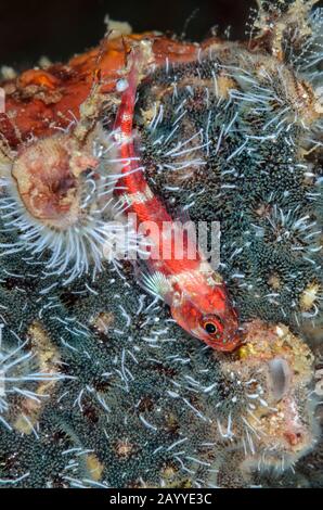 Gestreiftes Tripletin, Helcogramma striata, Lembeh Strait, North Sulawesi, Indonesien, Pazifik Stockfoto