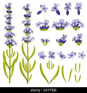 Lavendelblüten. Illustrationsvektor Konstruktor für Druckproduktion, Dekoration, Grußkarten und Einladungen Stock Vektor