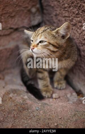 Die niedliche graue Pfote aus Tabby kratzt hinter dem Ohr. Katzen-Porträt. Flöhe und Zecken bei Haustieren Stockfoto