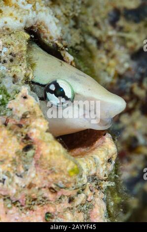 Falschreinigerfisch, Aspidontus taeniatus, Lembeh-Straße, Nord-Sulawesi, Indonesien, Pazifik Stockfoto